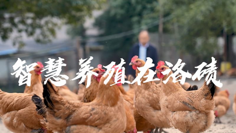 成都宠物抗体检测试剂盒到底在看什么