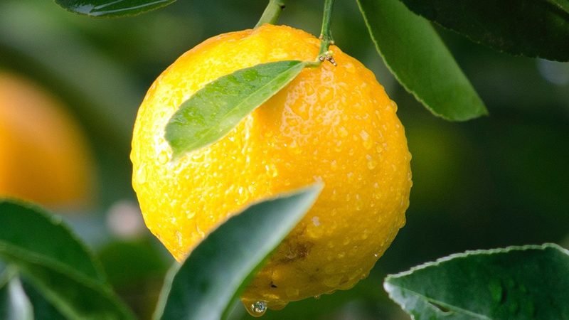 引物与探针：合成原理与差异解析**